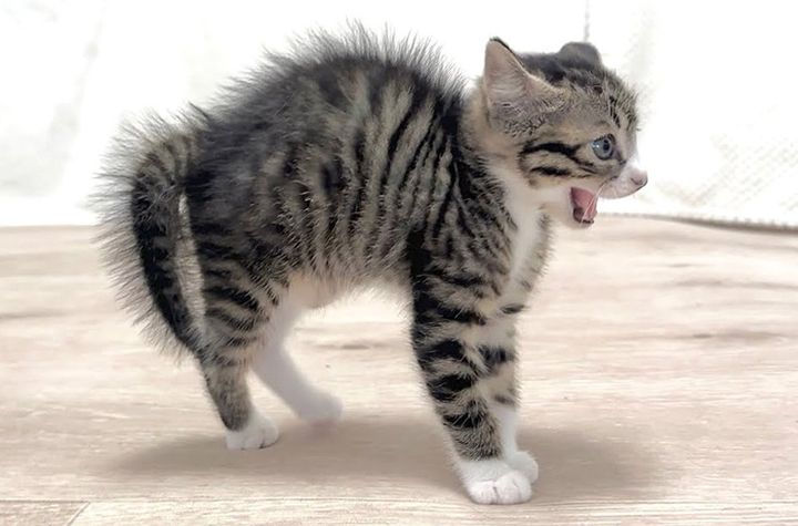 威嚇する子猫