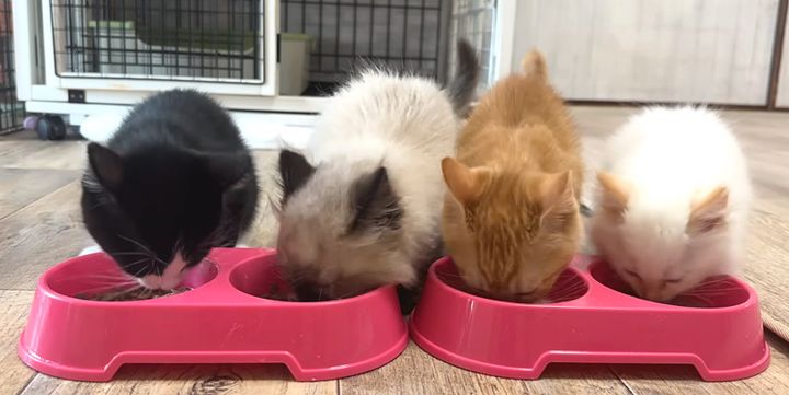 ご飯を食べる子猫達