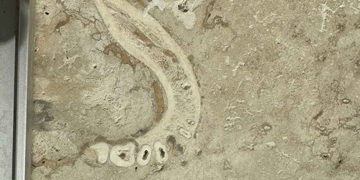 床タイルに埋められた人間の顎骨