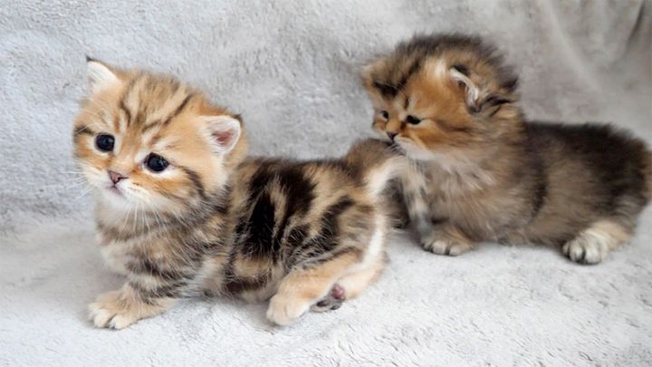 兄猫をシッポで撃退する子猫