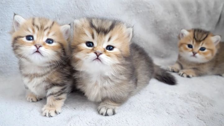 カメラを見る子猫達