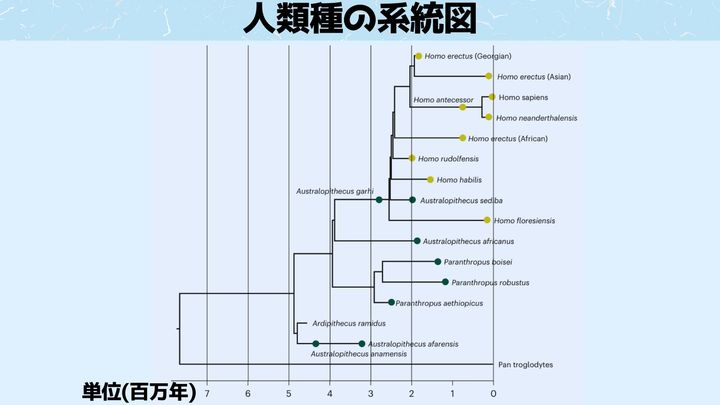 人類種の系統図