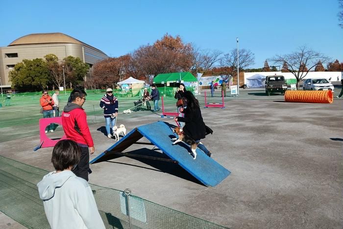 等々力ドッグフェスティバル 体験型コンテンツ