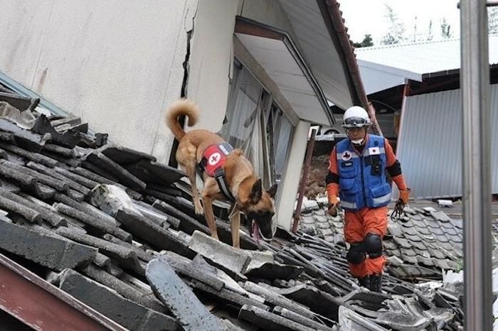 等々力ドッグフェスティバル 様子