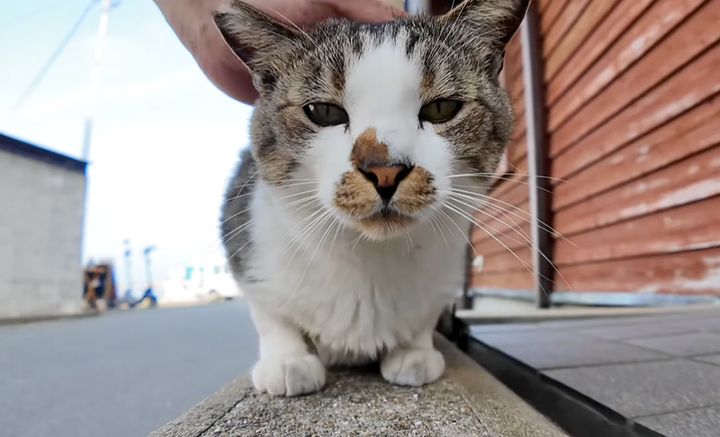 ナデナデされる猫