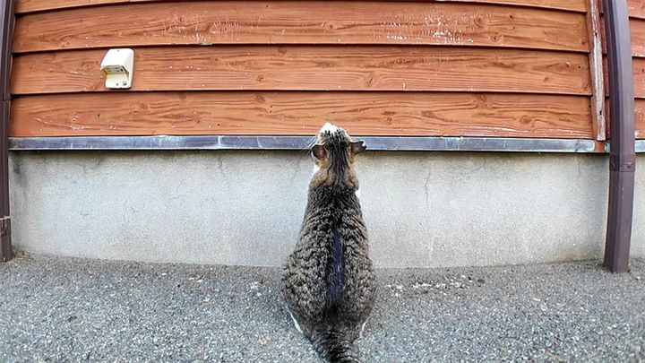 何故か窓を見上げる猫