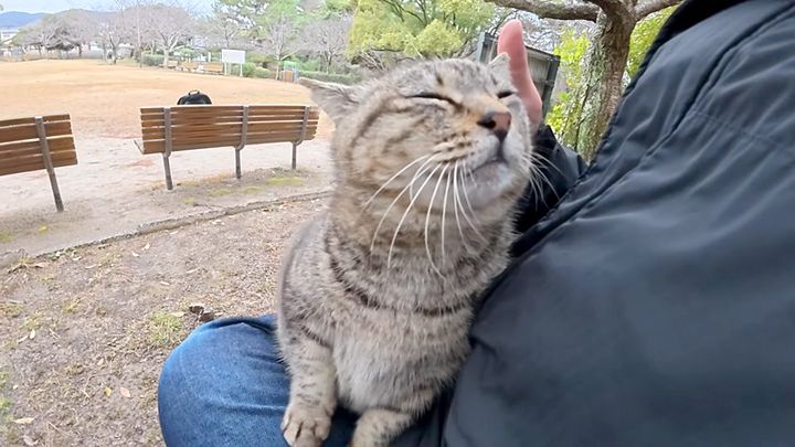 茶トラ猫に嫉妬して怒り出したキジトラ猫。膝の上に乗せて