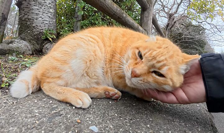 撫でられる猫