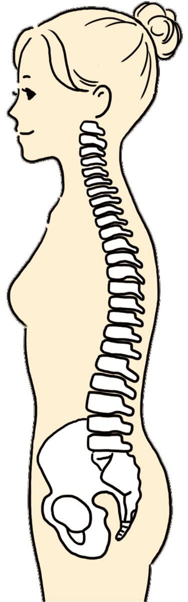 背骨は7個ある頸椎、12個ある胸椎、5個ある腰椎、仙骨、尾骨から構成されます。
