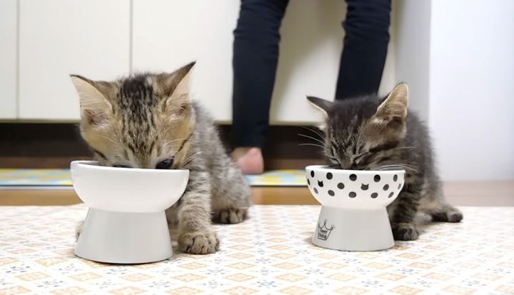 ご飯を食べる子猫達