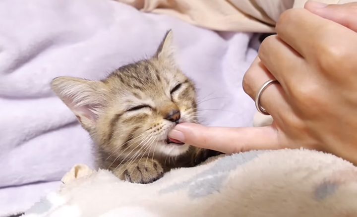 指チュチュする子猫