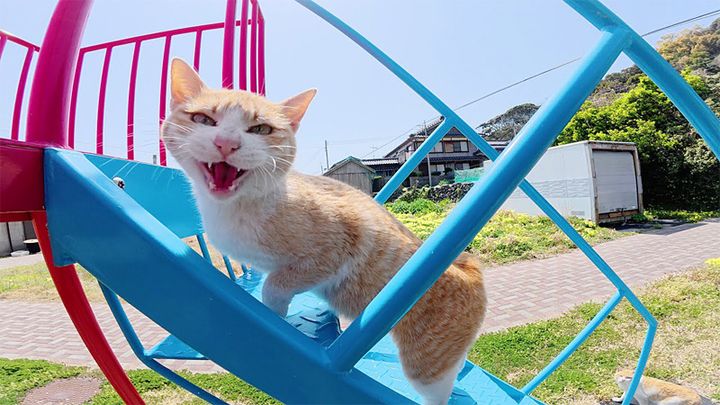すべり台で遊ぶ猫