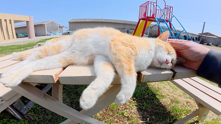 ナデナデされる猫