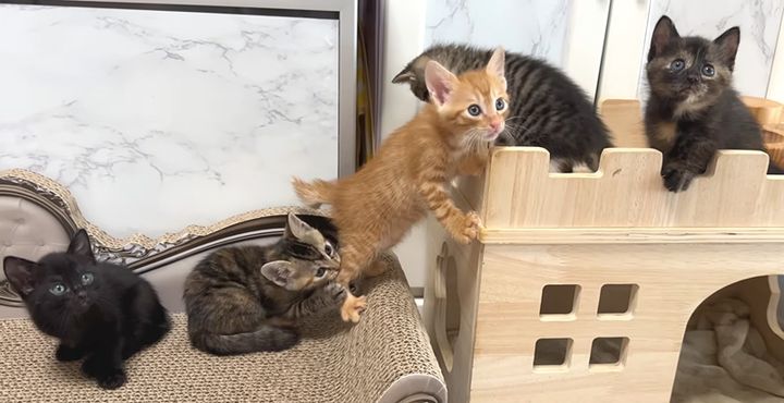 わちゃわちゃ遊ぶ子猫達