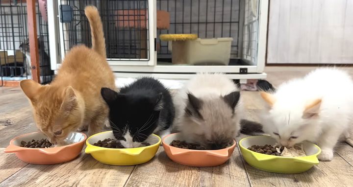 ご飯を食べる子猫達