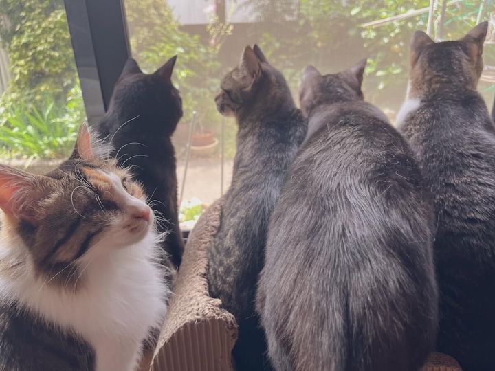 縦横幅さんの愛猫たち