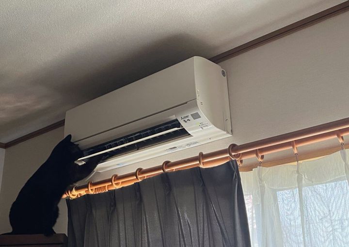 エアコンのメンテナンスをする猫