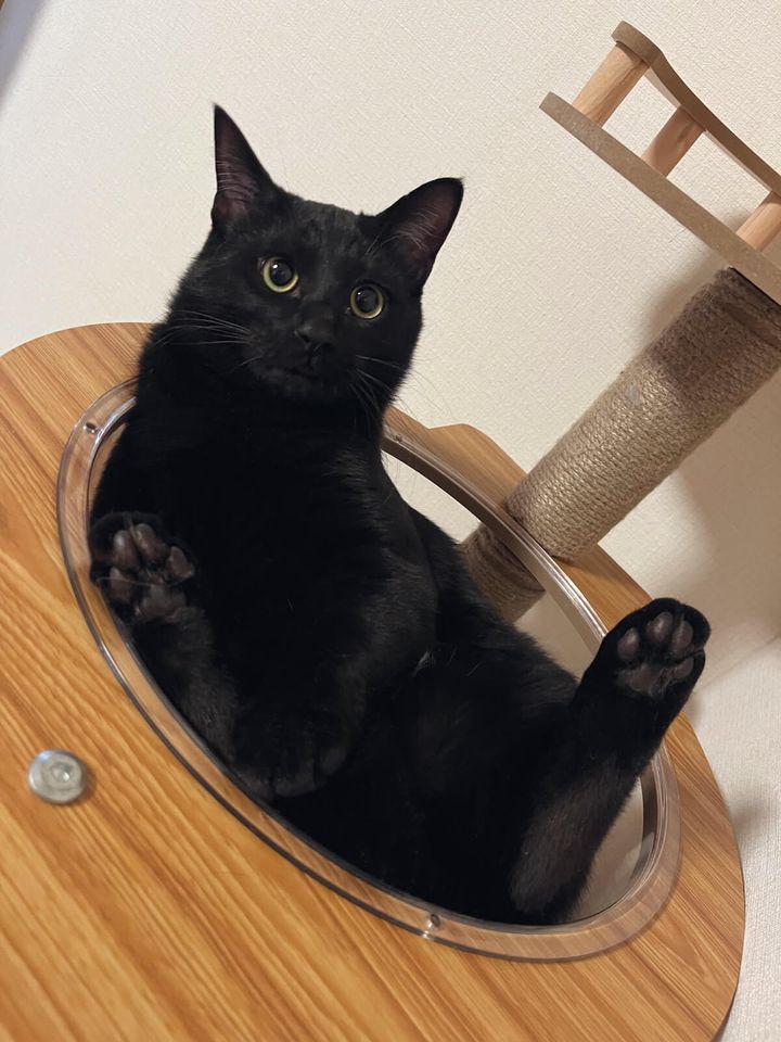 黒猫のくまはちくん