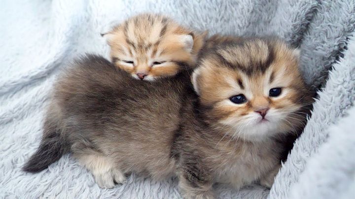 兄弟に枕にされちゃう子猫