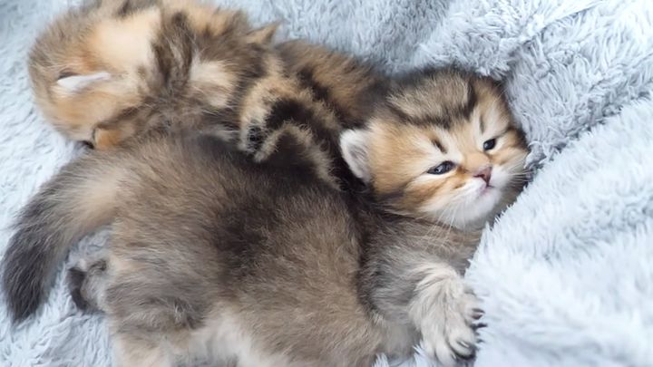 お昼寝する子猫達