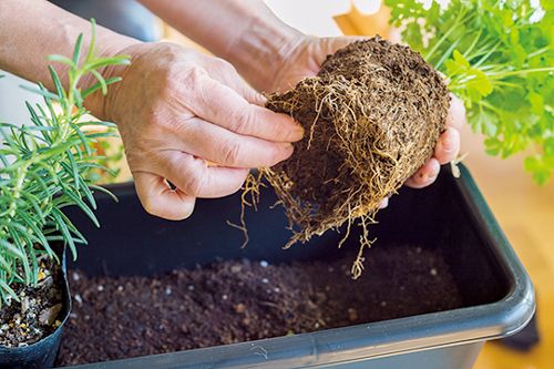 プチプラ＆おうちにあるグッズで始めよう！ まずはビギナーも育てやすいハーブ4種で「コンテナ寄せ植え」の画像10