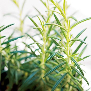 プチプラ＆おうちにあるグッズで始めよう！ まずはビギナーも育てやすいハーブ4種で「コンテナ寄せ植え」の画像13