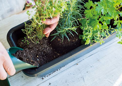 プチプラ＆おうちにあるグッズで始めよう！ まずはビギナーも育てやすいハーブ4種で「コンテナ寄せ植え」の画像11