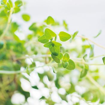 プチプラ＆おうちにあるグッズで始めよう！ まずはビギナーも育てやすいハーブ4種で「コンテナ寄せ植え」の画像12