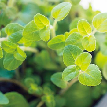 プチプラ＆おうちにあるグッズで始めよう！ まずはビギナーも育てやすいハーブ4種で「コンテナ寄せ植え」の画像14