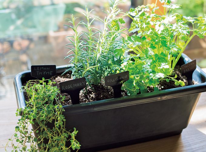 プチプラ＆おうちにあるグッズで始めよう！ まずはビギナーも育てやすいハーブ4種で「コンテナ寄せ植え」の画像7