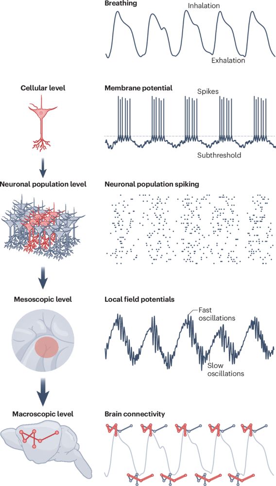 深呼吸一つで脳が覚醒する――最新研究が示す呼吸術の科学