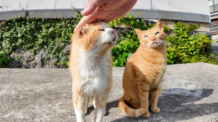 撫でられる茶トラ猫軍団