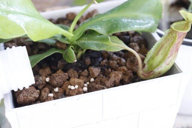 観葉植物・多肉植物用肥料FERTILIZERFORPLANT 使用例