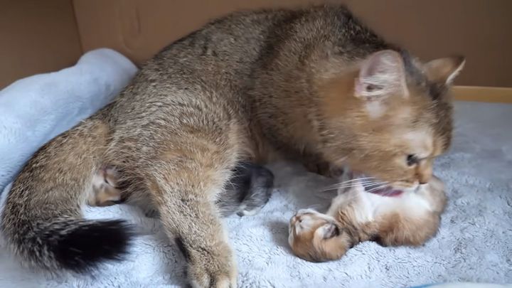 子猫を毛づくろいする母猫