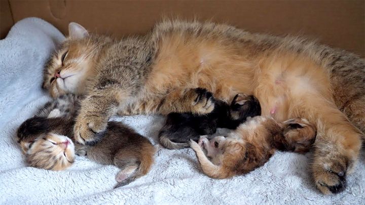 子猫と一緒に過ごす母猫