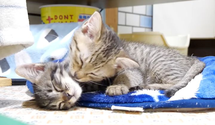 先輩子猫に抱っこされる子猫