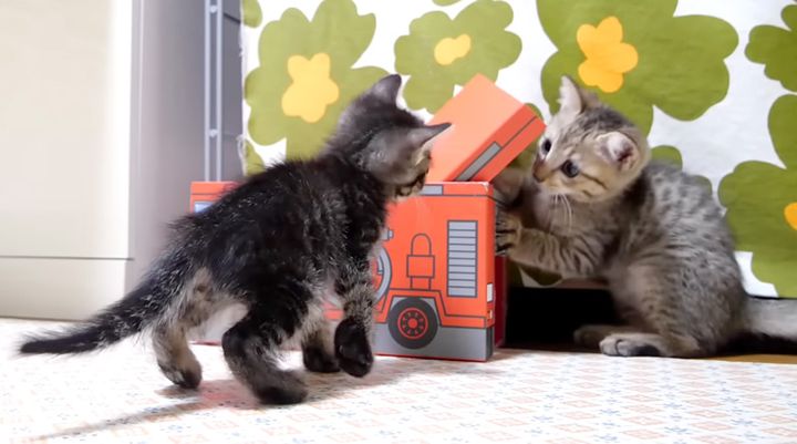 先輩子猫と遊ぶ子猫