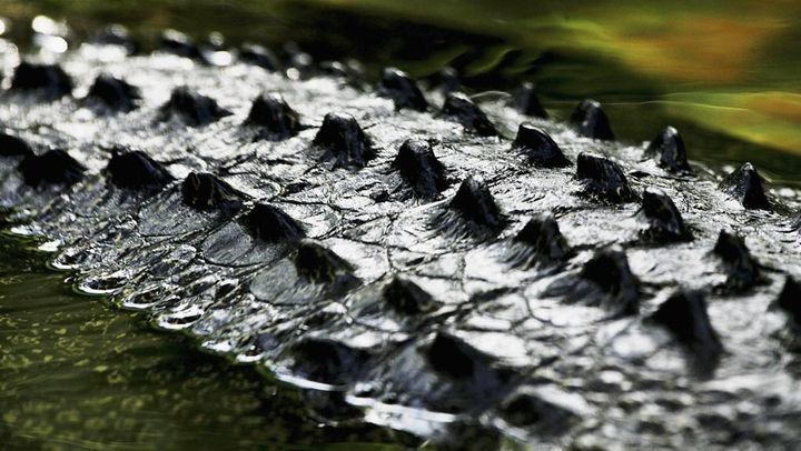 13歳少年、川でサッカーボールを拾おうとして大型ワニに襲われ死亡する悲劇 「目撃者は少年がワニの口に…」