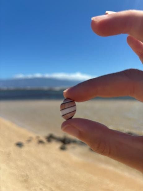 ビーチで見つけた可愛い貝殻