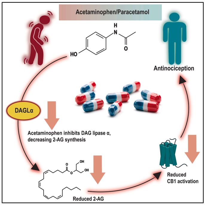 【実験と結果】痛みを抑える物質を抑えると痛みが消えるという発見