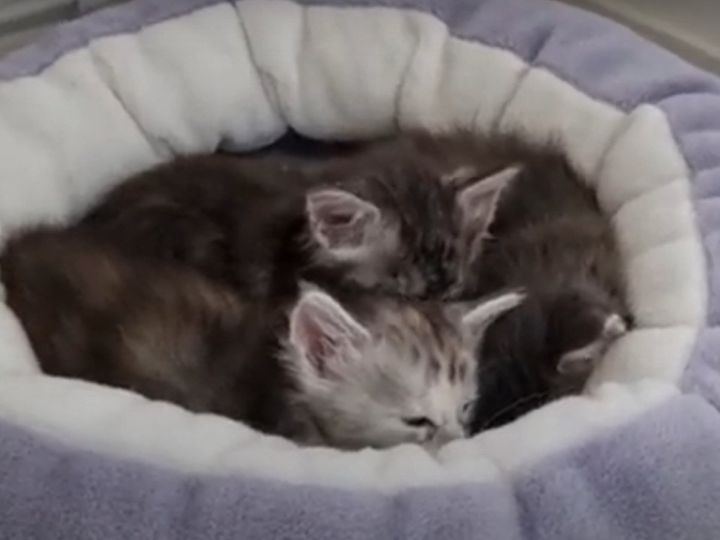 猫が1匹、また1匹と増えていき…