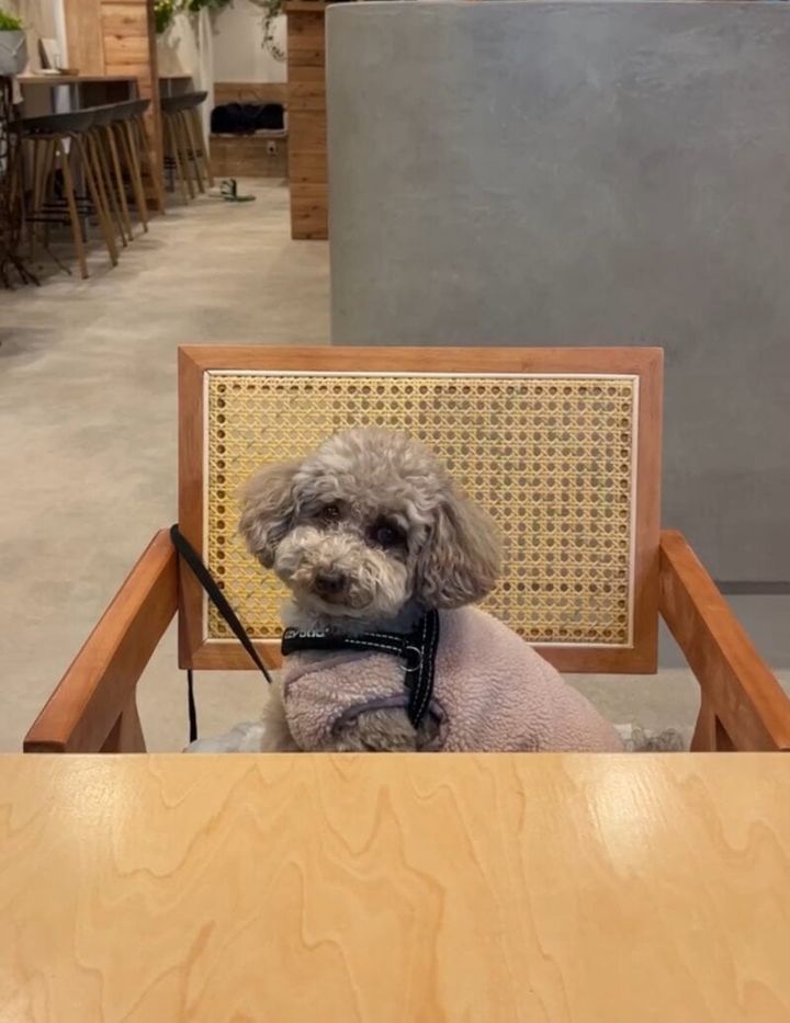 winderacafe鵠沼海岸店鵠沼海岸ペットフレンドリーわんこフレンドリー犬と入れるカフェ