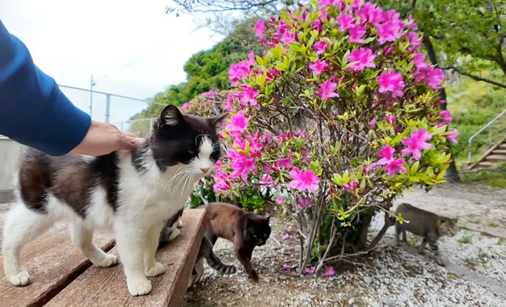 公園で集まってきた猫達