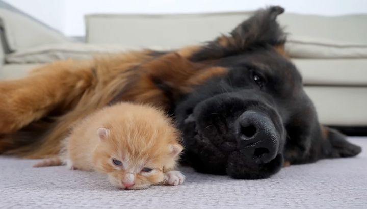 仲良くなった子猫とジャーマンシェパード