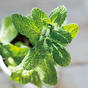空き缶や紙パックをリユースして楽しむ「おうちハーブ」の楽しみ方「ペパーミント」＆「スイートバジル」の画像2