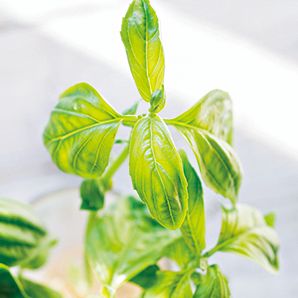 空き缶や紙パックをリユースして楽しむ「おうちハーブ」の楽しみ方「ペパーミント」＆「スイートバジル」の画像3