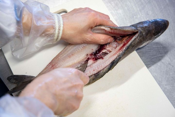 中骨に沿って切り込む