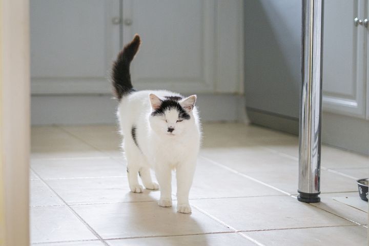 犬や猫との暮らし、サイコー