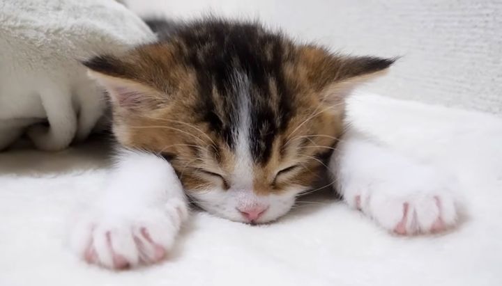 可愛い姿で眠る子猫