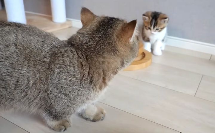 緊張する子猫